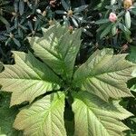 Rodgersia podophylla Blatt