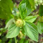 Acalypha arvensis Flower