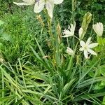 Anthericum liliago ശീലം