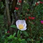 Portulaca oleraceaFiore