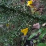 Ulex minor Flors