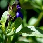 Salvia greggii Lehti
