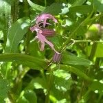 Silene flos-cuculi Leaf