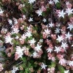 Sedum moranense Flower