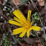 Hieracium glaucinum Flower