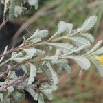 Turnera diffusa Leaf