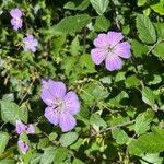 Geranium palustreBlomma