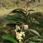 Miconia xalapensis Bloem