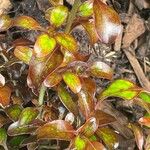 Coprosma repens Leaf