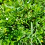 Valerianella dentata Çiçek