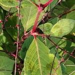 Persicaria virginiana Hoja