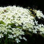 Daucus carota Blüte