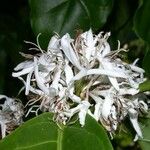 Coffea canephora Flower