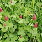 Trifolium incarnatum Kvet