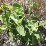 Hibiscus flavifolius Leaf