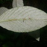 Spiracantha cornifolia Leaf