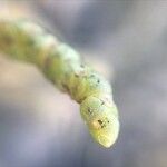 Salicornia europaea Blatt