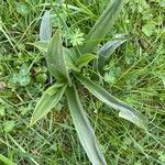 Anacamptis fragrans Folio