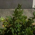 Artemisia princeps List