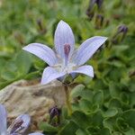 Campanula cenisia Lorea