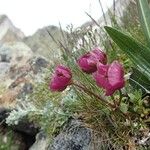 Ranunculus glacialis Blüte