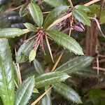 Berberis julianae 果