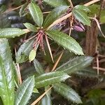 Berberis julianae Fruit