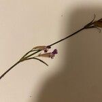 Viscaria vulgaris Květ