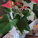 Anthurium nymphaeifolium Floare