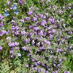 Clinopodium alpinum Flower