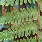 Dryopteris crassirhizoma List