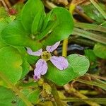 Lythrum rotundifolium 花