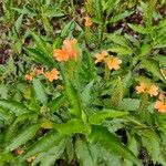 Crossandra infundibuliformis 花