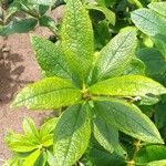 Fadogia triphylla Hoja