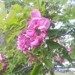 Robinia hispida Flor