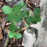 Euphorbia graminea Blad