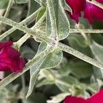 Lychnis coronaria Blatt