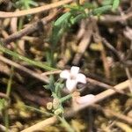 Asperula cynanchica Flower