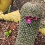 Mammillaria matudae Blatt