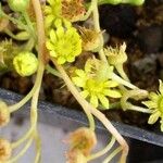 Aeonium sedifolium Λουλούδι