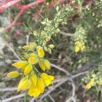 Ulex parviflorus Листок