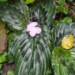 Kaempferia pulchra 花
