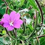 Epilobium hirsutum Vivejo