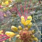 Erythrostemon gilliesii Blüte