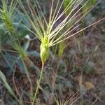 Aegilops neglecta 果實