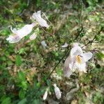 Penstemon laxiflorus Flower