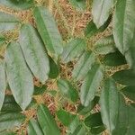 Pterocarpus soyauxii Blatt