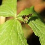 Trillium apetalon Flower