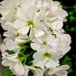 Primula hirsuta Flor