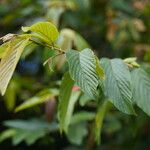 Flemingia strobilifera Leaf
